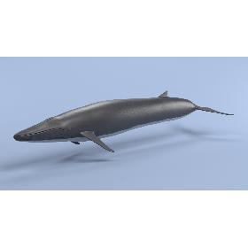 3D Fin Whale (Rigged)